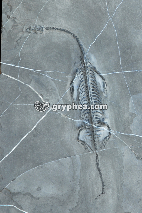 Keichousaurus hui - Squelette fossilisé - gryphea.org